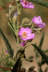Sphaeralcea angustifolia