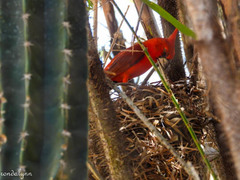 Cardinalis phoeniceus