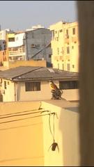 Pitangus sulphuratus