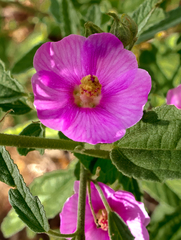 Sphaeralcea angustifolia