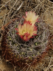 Eriosyce paucicostata