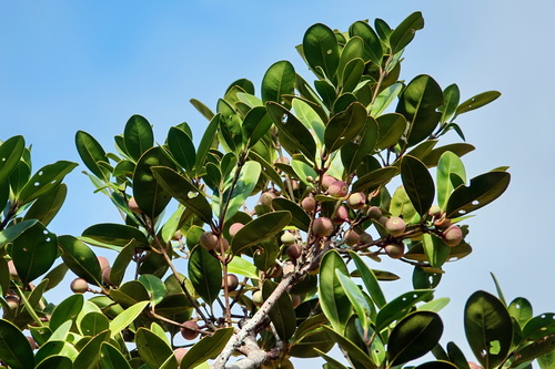 Syzygium neolaurifolium observed 2026-05-02