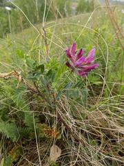 Astragalus cornutus