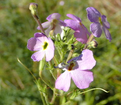 Jamesbrittenia grandiflora