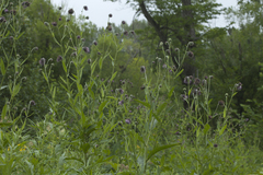 Cirsium kamtschaticum