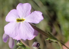 Jamesbrittenia grandiflora