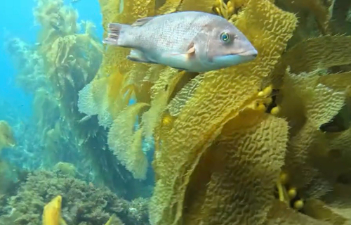 Bodianus pulcher