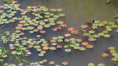 Nymphaea prolifera