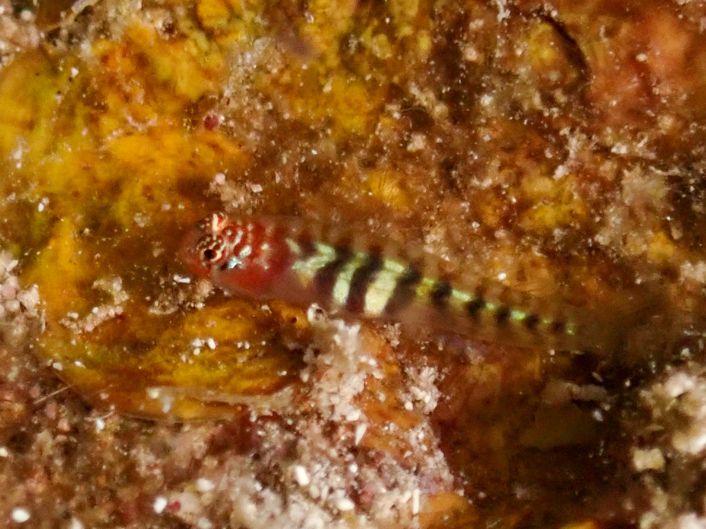Semiscaled goby (Tigrigobius pallens) — Gobiidae