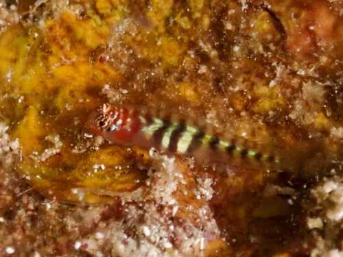 Semiscaled goby (Tigrigobius pallens) — Gobiidae