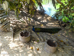 Pavo cristatus × muticus