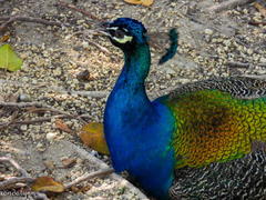 Pavo cristatus × muticus