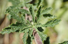 Jamesbrittenia grandiflora