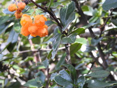 Berberis ilicifolia