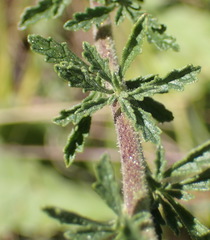 Jamesbrittenia grandiflora