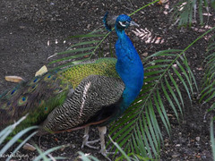 Pavo cristatus