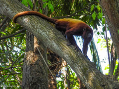 Alouatta seniculus