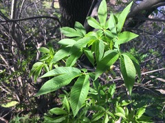 Aesculus californica