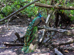 Pavo cristatus