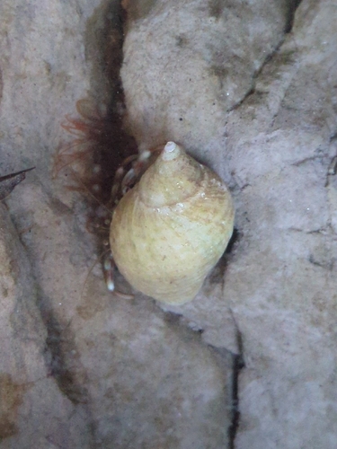 Nucella lapillus