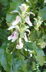 Justicia adhatodoides