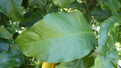 Justicia adhatodoides