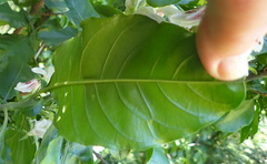 Justicia adhatodoides