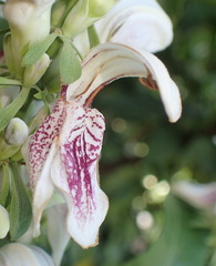 Justicia adhatodoides