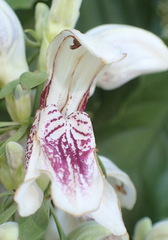 Justicia adhatodoides