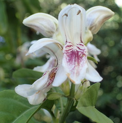 Justicia adhatodoides