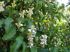 Justicia adhatodoides