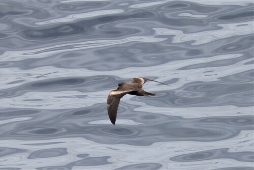Markham's Storm Petrel (Hydrobates markhami), photo 7