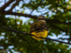 Tyrannus melancholicus