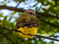 Tyrannus melancholicus