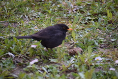 Turdus merula