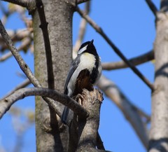 Parus major