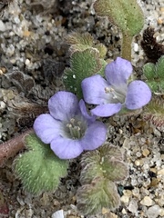 Phacelia stellaris