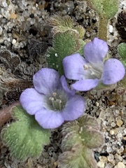 Phacelia stellaris
