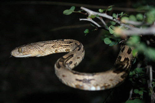 Western Lyre Snake