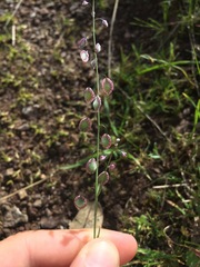 Thysanocarpus curvipes