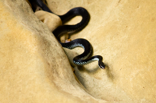 Cuban Lesser Racer