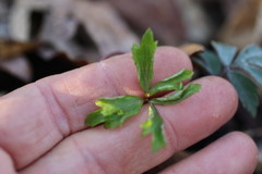 Anemonoides quinquefolia