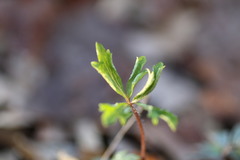 Anemonoides quinquefolia