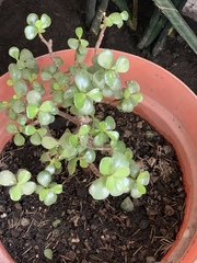 Portulacaria afra