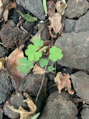Oxalis
