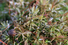 Atrichum altecristatum