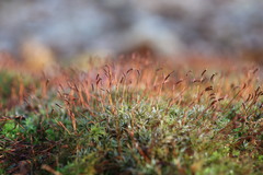 Atrichum altecristatum
