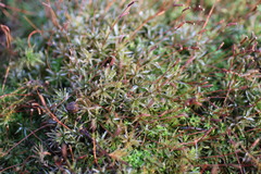 Atrichum altecristatum