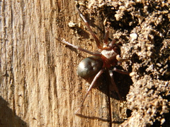 Sagana rutilans