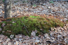 Atrichum altecristatum